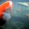 Goldfish webcam