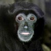 Siamang Gibbon