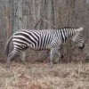 Zebra Sightings