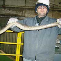 7-foot-long python found in the recycler